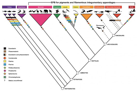 Figure 1. Distribution of different colour-producing pigments among vertebrate animals. Covers fishes, amphibians, mammals, lizards, snakes, crocodilians and extinct archosaurs including non-avialan dinosaurs and birds. Dotted lines indicate stem groups; bold lines indicate crown groups.